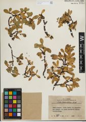 Foto von Salix kitaibeliana Willd.